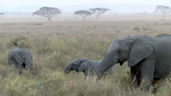 Human activity has wiped out two-thirds of worlds wildlife since 1970, landmark report says Human activity has wiped out two-thirds of worlds wildlife since 1970, landmark report says