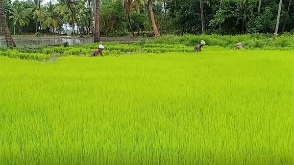 రైతులు ఎందుకు ఆందోళన చెందుతున్నారు...