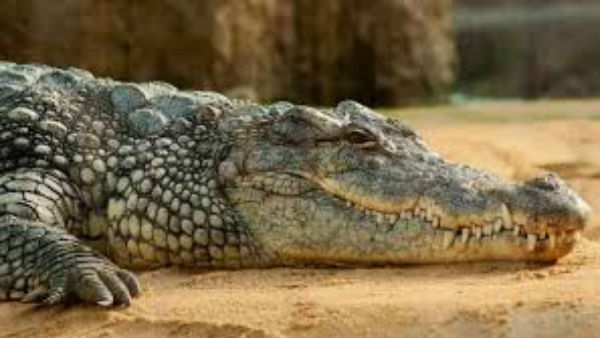 మొసలితోనే ఢీ