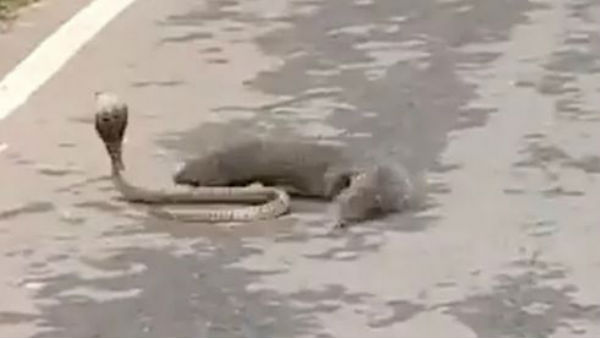 Watch:Mongoose and Snake fight shared by an IFS officer goes viral on social media Watch:Mongoose and Snake fight shared by an IFS officer goes viral on social media