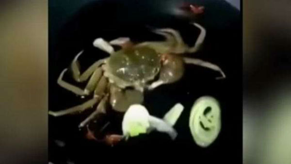 bizzare Video of crab smoking cigarette goes viral, sparks outrage bizzare Video of crab smoking cigarette goes viral, sparks outrage