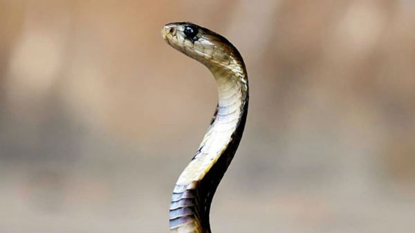 UP Boy Claims A Snake Bit Him 8 Times In A Month UP Boy Claims A Snake Bit Him 8 Times In A Month