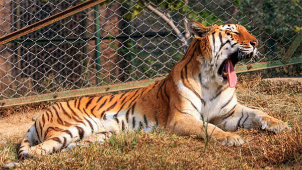 tiger roam in peddapalli forest.. tiger roam in peddapalli forest..