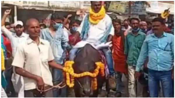 Bihar Assembly election 2020: Independent candidate arrives on buffalo to file nomination Bihar Assembly election 2020: Independent candidate arrives on buffalo to file nomination