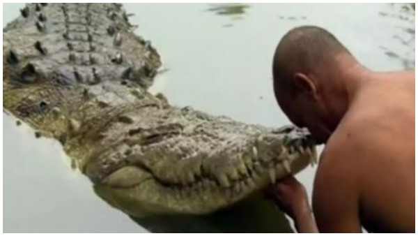 babiya a Vegetarian crocodile surprise entry into a Kerala temple babiya a Vegetarian crocodile surprise entry into a Kerala temple