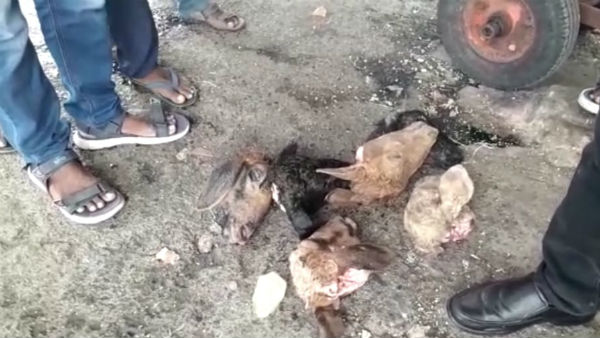 vijayawada railway police seize 16 boxes of mutton transported from delhi illegally vijayawada railway police seize 16 boxes of mutton transported from delhi illegally