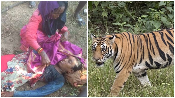tiger-kills-girl-in-asifabad-second-in-three-weeks tiger-kills-girl-in-asifabad-second-in-three-weeks