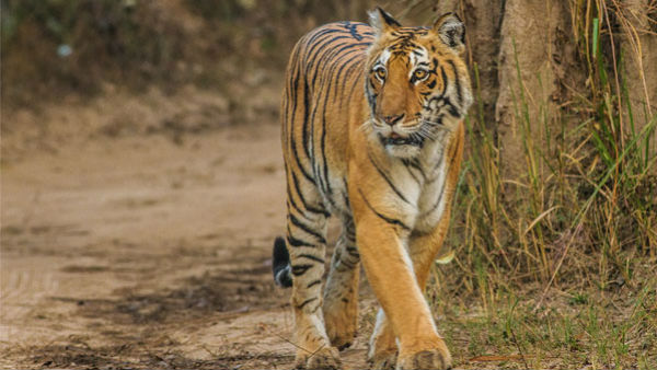 తెలంగాణలో కలకలం రేపుతున్న పులుల సంచారం