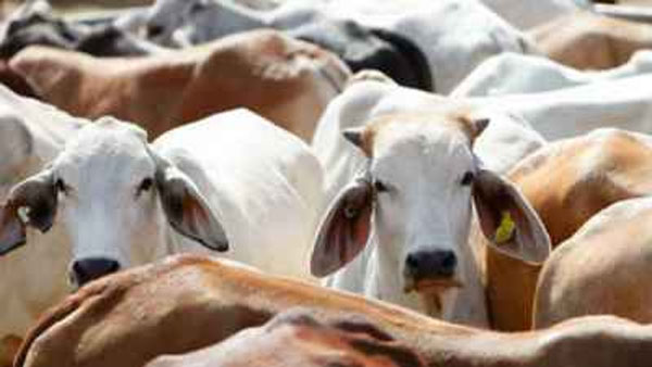 80 cows died at a shelter in Bilyoobas village of Rajasthans Churu district 80 cows died at a shelter in Bilyoobas village of Rajasthans Churu district