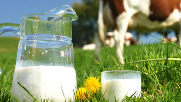 Dairy farm in Nellore seized by Vigilant and Enforcement officials for selling adulterated milk Dairy farm in Nellore seized by Vigilant and Enforcement officials for selling adulterated milk