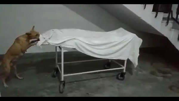 ప్రమాదంలో బాలిక మృతి