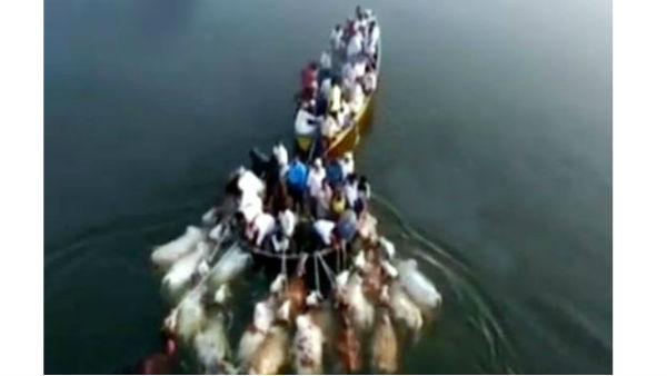 పశువులను నదిలో ఈడ్చుకుంటూ..
