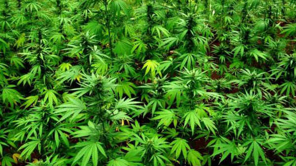 Goa govts law department gives nod for ganja cultivation Goa govts law department gives nod for ganja cultivation