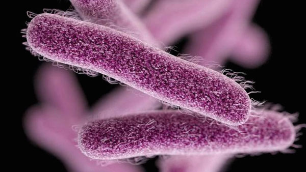Kerala:One die and several hospitalised with Shigella bacteria, What are its symptoms? Kerala:One die and several hospitalised with Shigella bacteria, What are its symptoms?