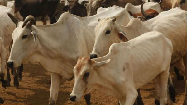 పిల్లలపైకి దూసుకొచ్చిన ఆవు
