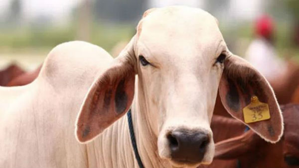 ముల్లును ముల్లుతోనే తీసే వ్యూహం