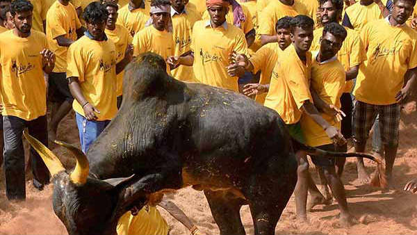 కొమ్ములతో గాయపరచి