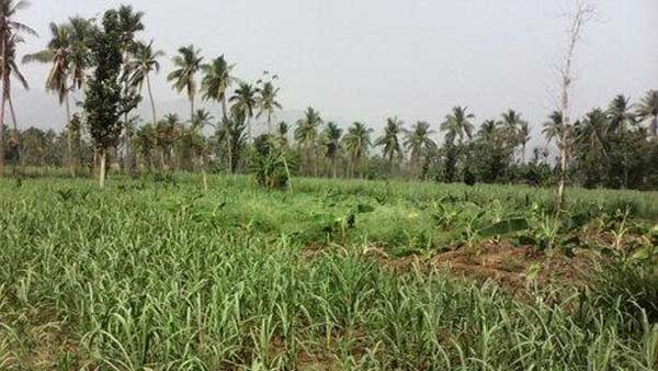 దేవాలయ, అటవీ భూములపై కఠినం