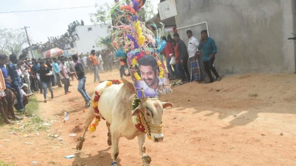 జల్లికట్టు పోటీలలో పాల్గొనే పోట్ల గిత్త లకు జూనియర్ ఎన్టీఆర్ ఫోటోలు