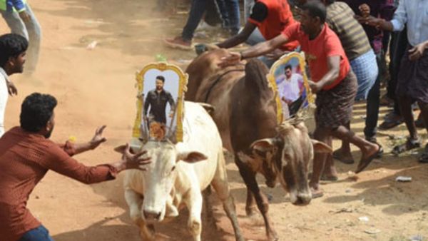 పోలీసుల ఆదేశాలు బేఖాతరు .. జోరుగా జల్లికట్టు పోటీలు