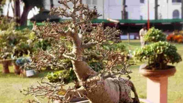 మొక్క మాయమైందని ఫిర్యాదు చేసిన రిటైర్డ్ డీజీపీ
