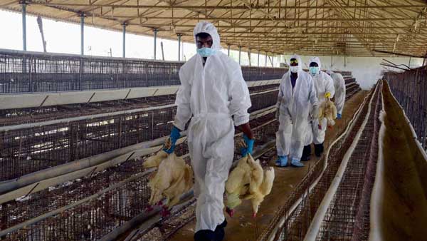 H5N1 ఇన్ఫ్లుయెంజా...