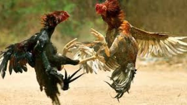 హైకోర్టు ఆదేశాల బేఖాతర్