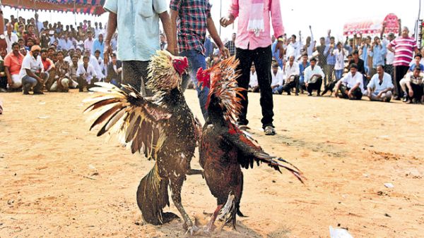 రేపు, ఎల్లుండి మరింత భారీగా కోడి పందాలు