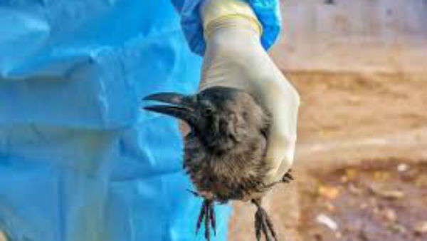 Bird Flu Confirmed in 10 States; Bird Flu Detected in Crow Samples in Surat, Vadodara Bird Flu Confirmed in 10 States; Bird Flu Detected in Crow Samples in Surat, Vadodara