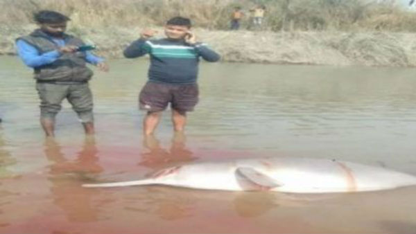 Gangetic Dolphin Beaten To Death In UP, 3 Arrested As Video Goes Viral Gangetic Dolphin Beaten To Death In UP, 3 Arrested As Video Goes Viral