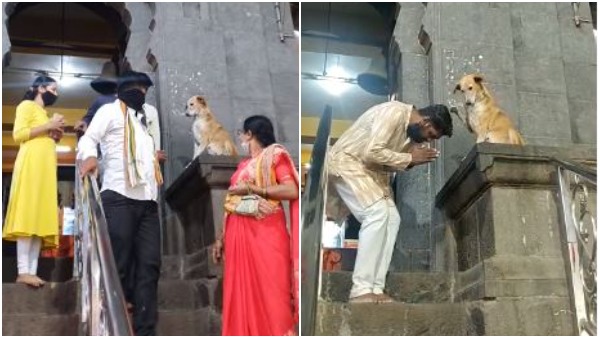 Dog blessings to devotees at Maharashtra Siddhivinayak temple Dog blessings to devotees at Maharashtra Siddhivinayak temple