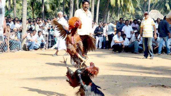గోదావరిలో సంక్రాంతి కోడిపందాలు