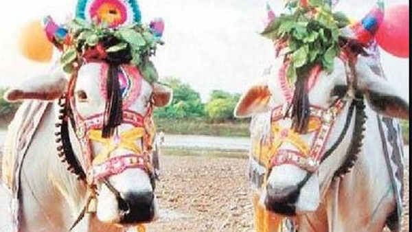 Sankranti 2021: What is Kanuma, what is its importance..? Sankranti 2021: What is Kanuma, what is its importance..?