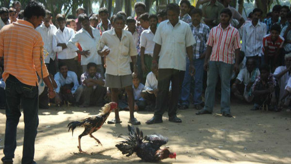 ఈసారి సంక్రాంతికీ కోళ్లు, బరులు రెడీ...