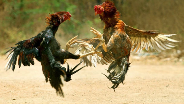 police raid on hens base at eg district.. police raid on hens base at eg district..