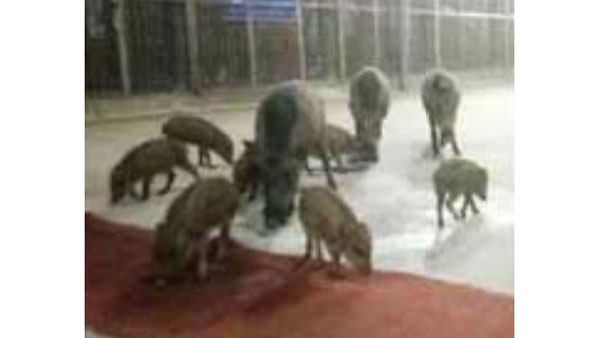 number of Pigs roaming near the Lord Venkateswara temple premises at Tirumala number of Pigs roaming near the Lord Venkateswara temple premises at Tirumala