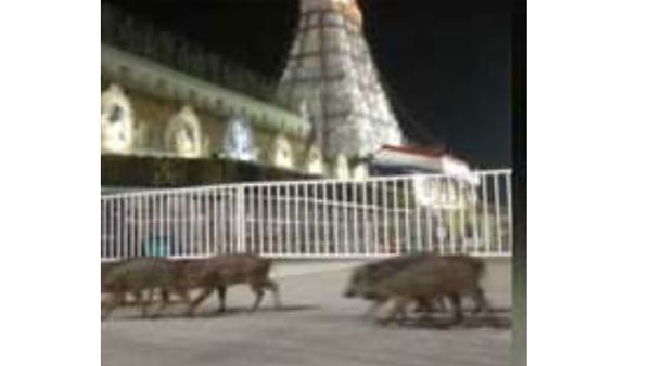 number of Pigs roaming near the Lord Venkateswara temple premises at Tirumala number of Pigs roaming near the Lord Venkateswara temple premises at Tirumala
