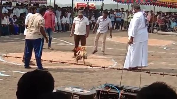 బరుల్లో సంక్రాంతి కోళ్ల సందడి