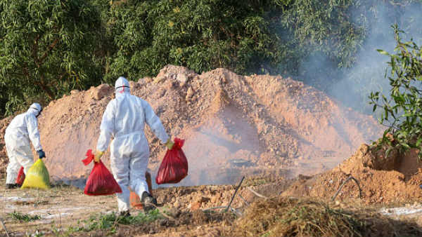 Bird flu outbreak in Maharashtra again ... Poultry farms, chicken shops to be closed Bird flu outbreak in Maharashtra again ... Poultry farms, chicken shops to be closed