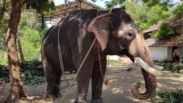 బాధ భరించలేక తల్లడిల్లిన గజరాజు