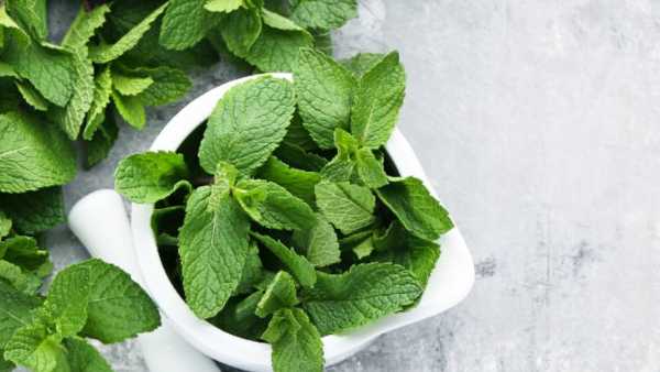 Mint leaves: What are the uses of Mint leaves, how is it used in medicinal properties Mint leaves: What are the uses of Mint leaves, how is it used in medicinal properties