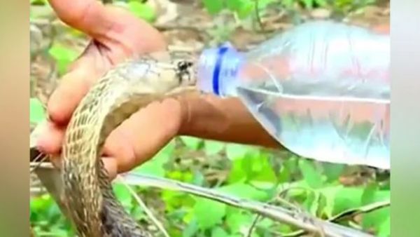 సోషల్ మీడియాలో వైరల్