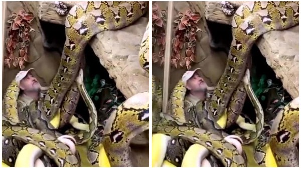 Watch: Man Casually Sits surrounded by several huge snakes Watch: Man Casually Sits surrounded by several huge snakes