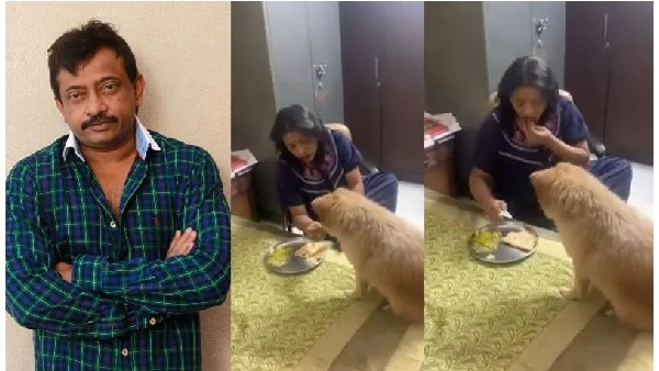 అంతర్జాతీయ కుక్కలకు మేయర్..