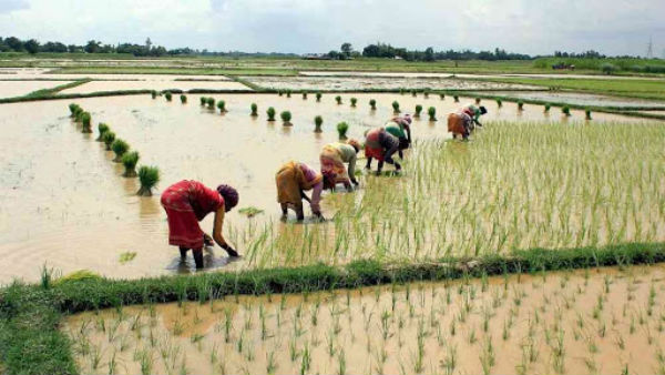 బ్యాంకు అధికారులు ఏమంటున్నారు...