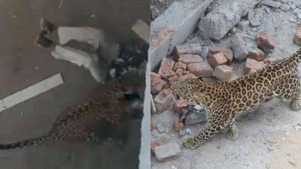 ఇండోర్లో చిరుత దాడి..