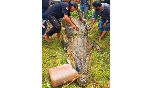 మొసలితో తండ్రి పోరాటం..