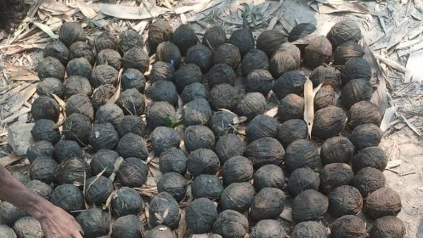 West Bengal: 200 crude bombs were recovered from Bhangar area of South 24 Parganas West Bengal: 200 crude bombs were recovered from Bhangar area of South 24 Parganas