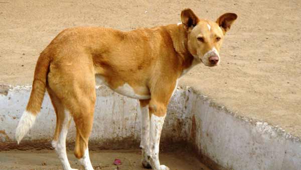 కూరగాయల వ్యాపారి