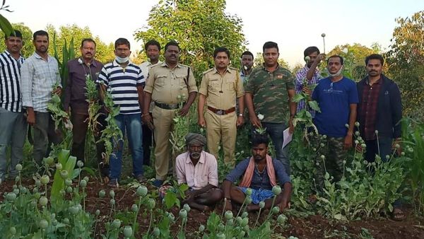 చిత్తూరు జిల్లాలో ఓపీయం సాగు దుమారం .. పంటలను ధ్వంసం చేసిన పోలీసులు